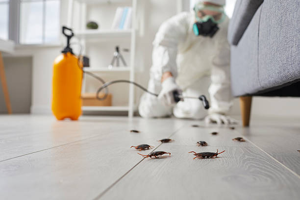 Post-Treatment Bed Bug Interceptor Monitoring in Okolona